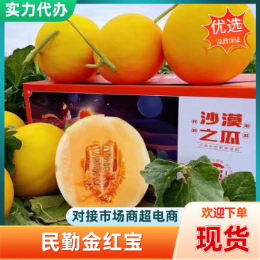 《金红宝甜瓜》民勤甜瓜/精品甜瓜/产地货源/全国供应