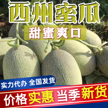 《西州蜜17》海南蜜瓜/精品货源/质量三包/供应电商市场