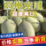 《西州蜜17》海南蜜瓜/精品货源/质量三包/供应电商市场