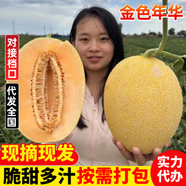 《金色年华》黄金蜜瓜/内蒙蜜瓜/产地货源/供应电商市场