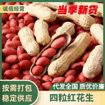 精品花生四粒红花生货源充足量大从优质量保证欢迎咨询