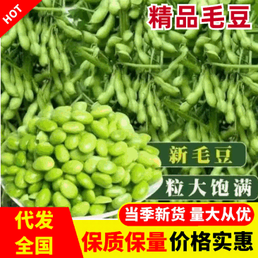 精品毛豆货源充足量大从优质量保证产地供应欢迎咨询