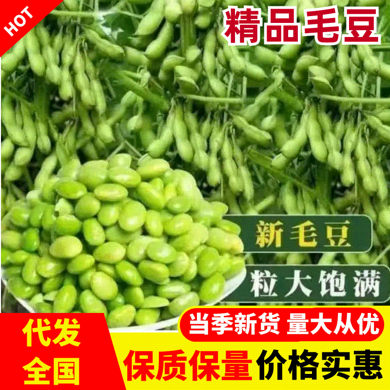 精品毛豆货源充足量大从优质量保证产地供应欢迎咨询