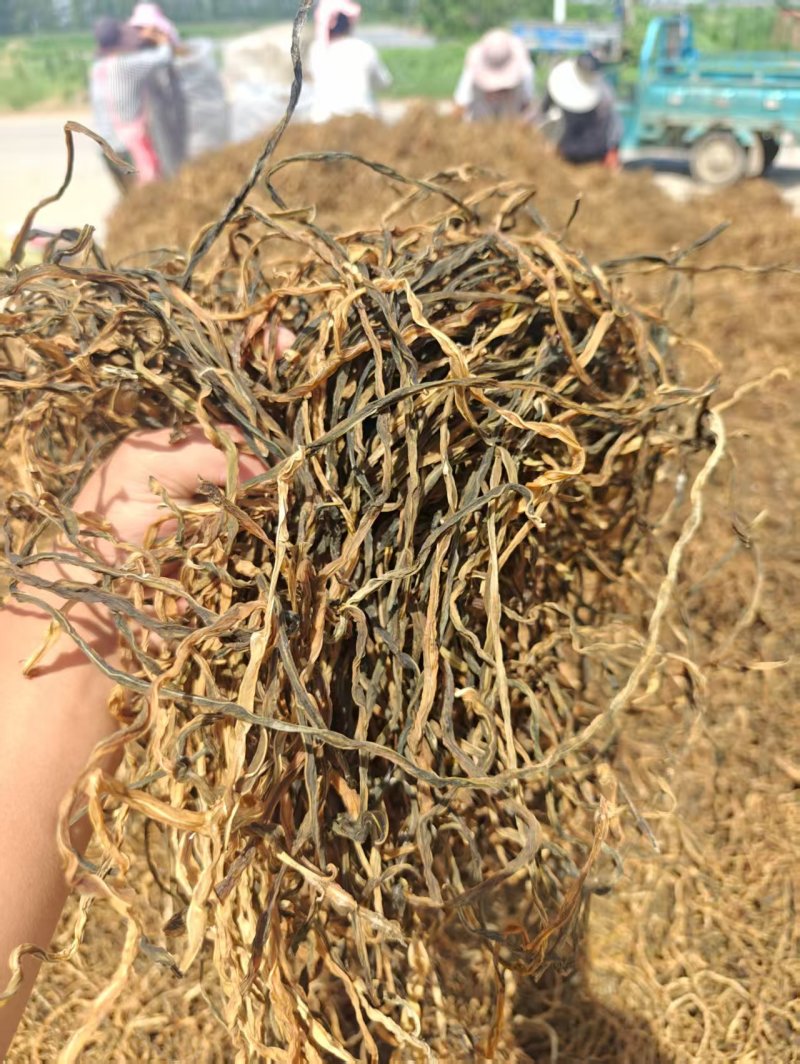 山东干豆角供应电商食堂各大工厂一手货源可视频看货