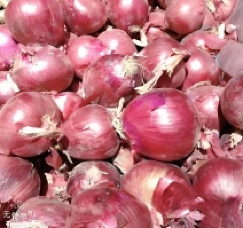 开封通许紫皮二红洋葱产地直供，新鲜采摘，现挖现卖对接采购