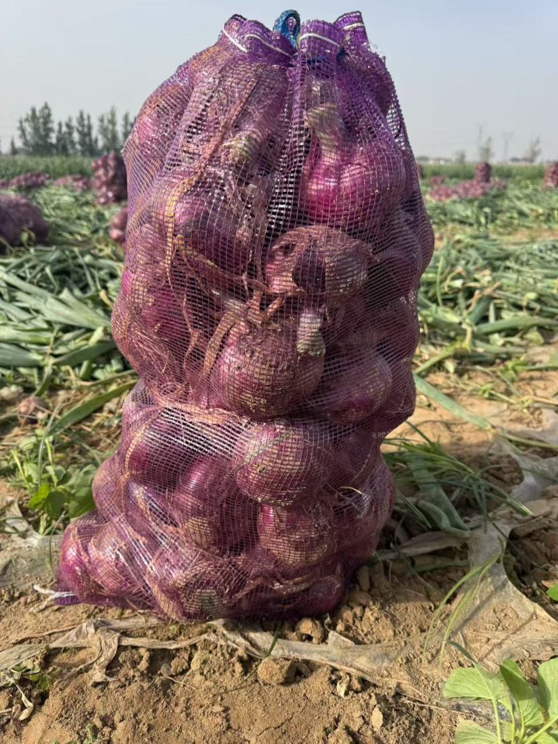 开封通许紫皮二红洋葱产地直供，新鲜采摘，现挖现卖对接采购