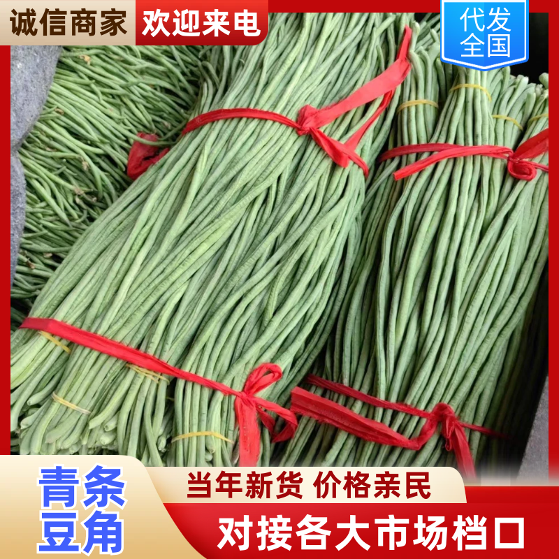 精品长豆角大量上市，全国发货，量大从优，可视频看货致电