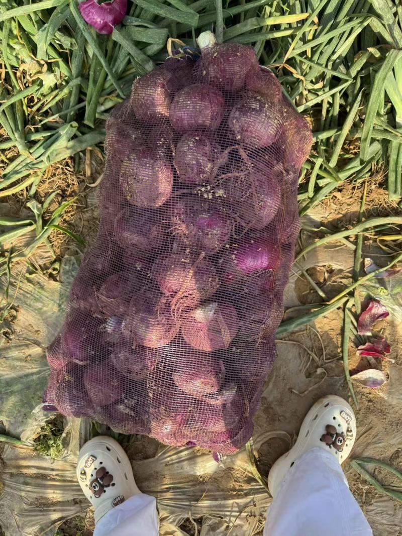 开封通许紫皮二红洋葱产地直供，新鲜采摘，现挖现卖对接采购