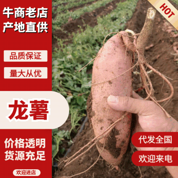 河北龙薯九/产地直销/对接电商超市各大市场档口