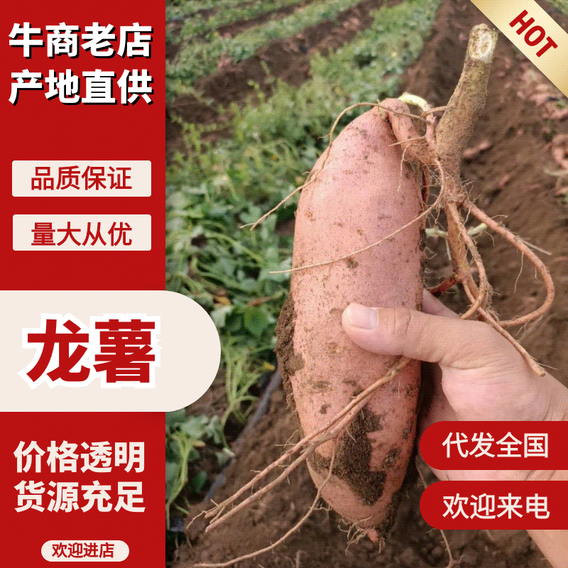 河北龙薯九/产地直销/对接电商超市各大市场档口