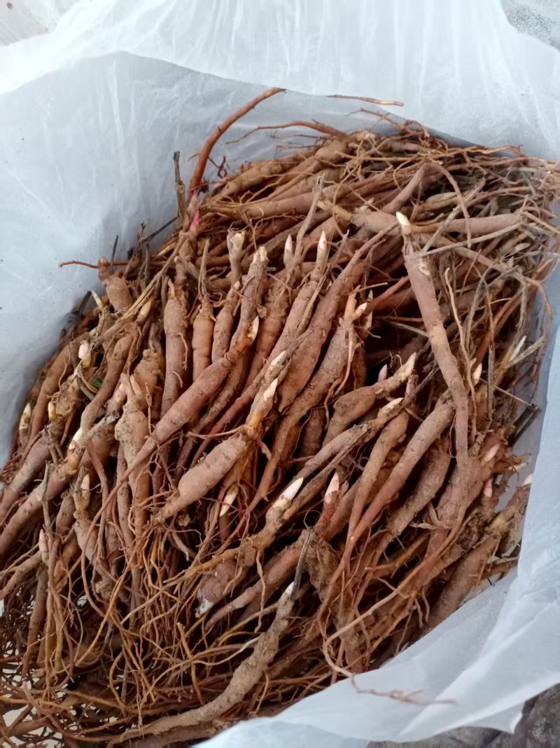 优质芍药苗成活率高，量大从优诚信经营致电联系