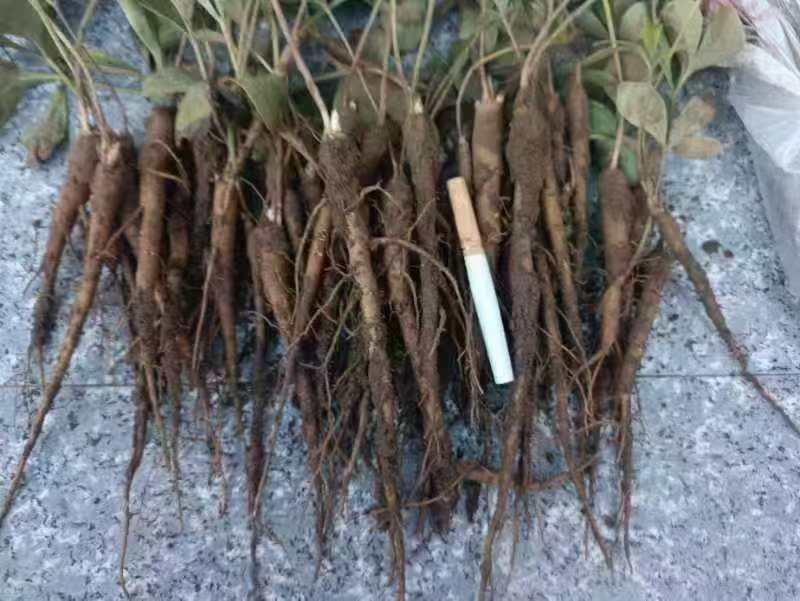 优质芍药苗成活率高，量大从优诚信经营致电联系