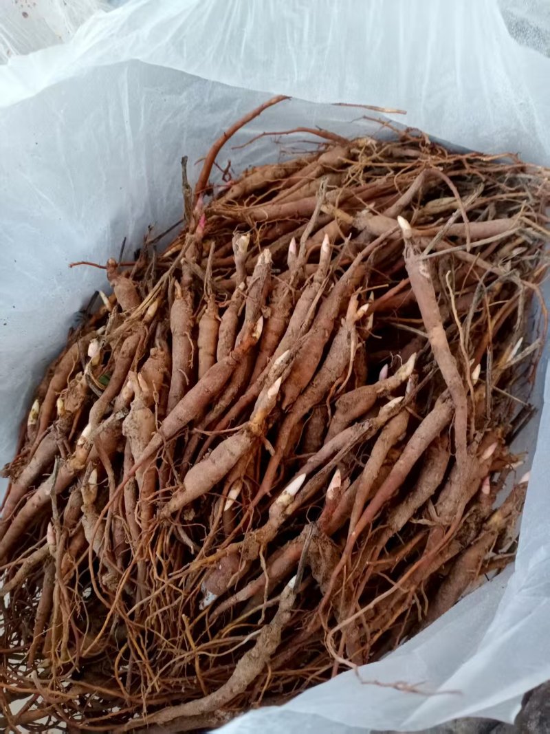 优质芍药苗成活率高，量大从优诚信经营致电联系