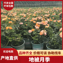 大花月季基地直供可视频看货，一手货源，成活率高，欢迎选购