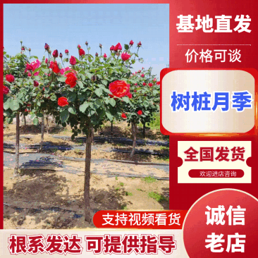 树状月季规格齐全价格电仪基地直供货源充足品质保证全国发