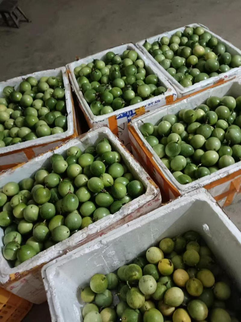 精品黄金百香果大量上市产地装车量大从优诚信经营致电联系