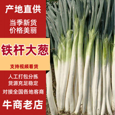 推荐商丘永城铁杆大葱钢葱货源充足量大从优供全国商超市场