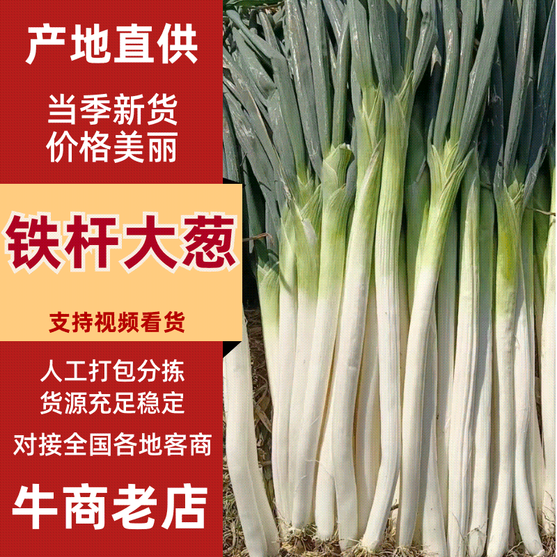 推荐商丘永城铁杆大葱钢葱货源充足量大从优供全国商超市场