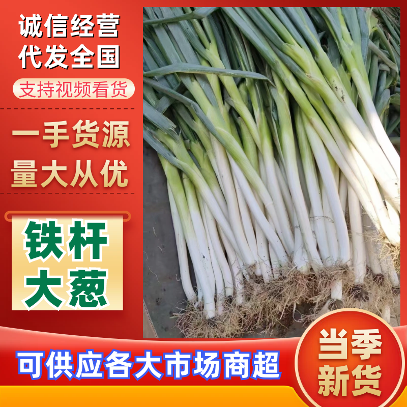 河南大葱精品铁杆大葱钢葱产地一手货源量大从优