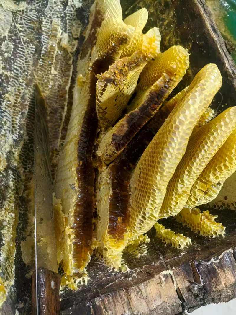 甘肃农家土蜂蜜自产自销货源稳定可批发零售欢迎随时联系