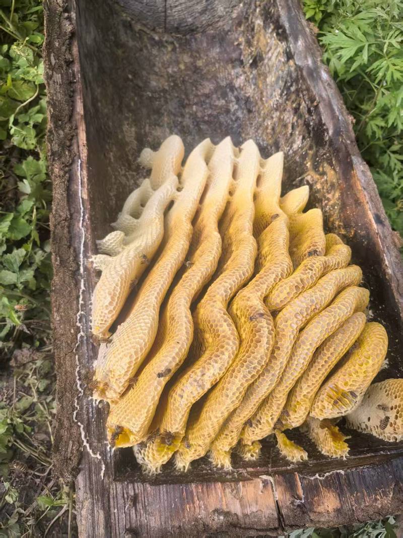 甘肃农家土蜂蜜自产自销货源稳定可批发零售欢迎随时联系