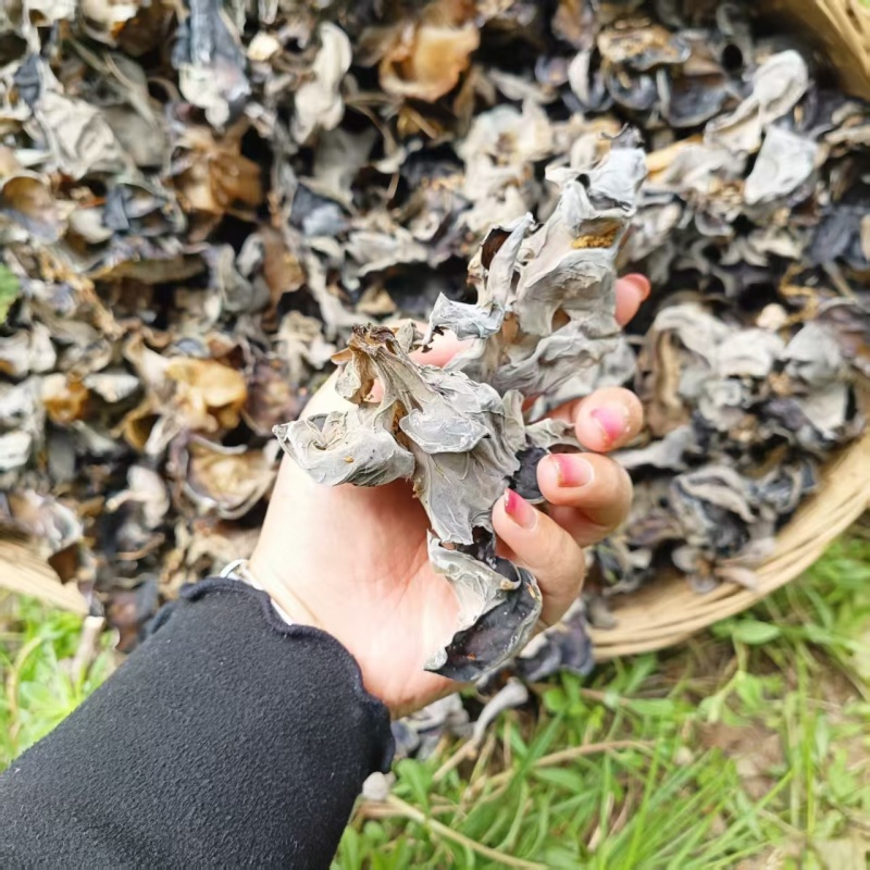 甘肃黑木耳干货，货量充足高泡发质量保证可供电商商超