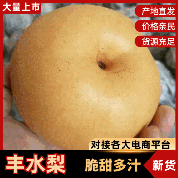 聊城冠县精品丰水梨礼盒装产地直销脆甜可口质量保证