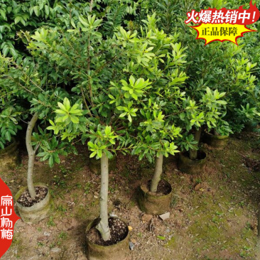 怀化甘棠镇大型杨梅苗培育基地早佳东魁早熟大黑炭9万珠