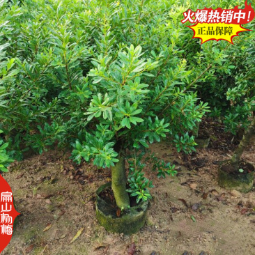 来大杨梅苗货源产地省福建浙江广西湖南东魁黑炭100万珠