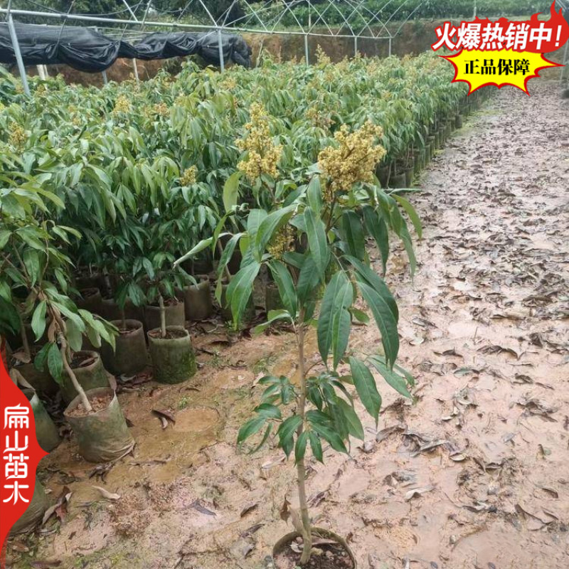 湖南鸡嘴无核妃子笑荔枝苗批发早中杯60-100CM嫁接
