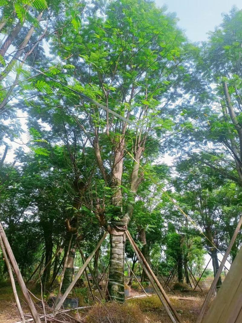 南洋楹基地大量供应