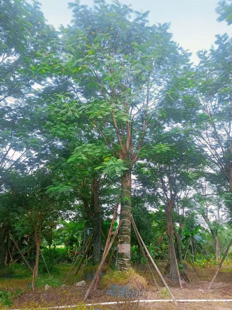 南洋楹基地大量供应
