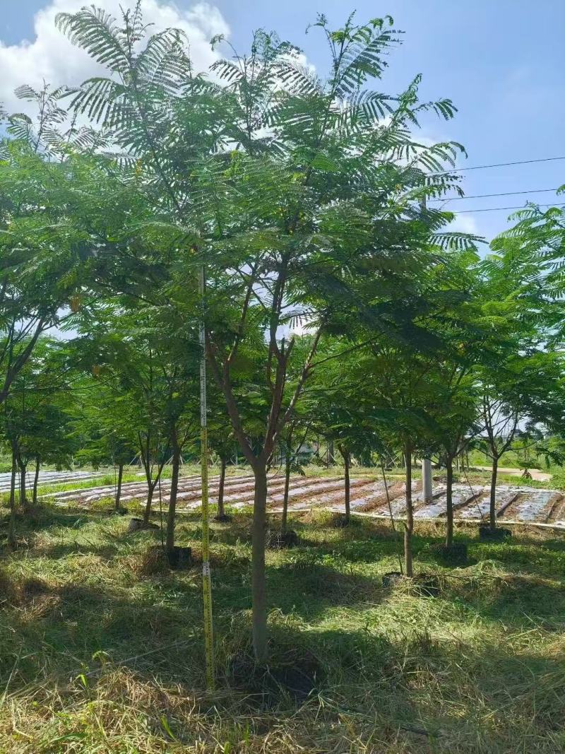 南洋楹基地大量供应