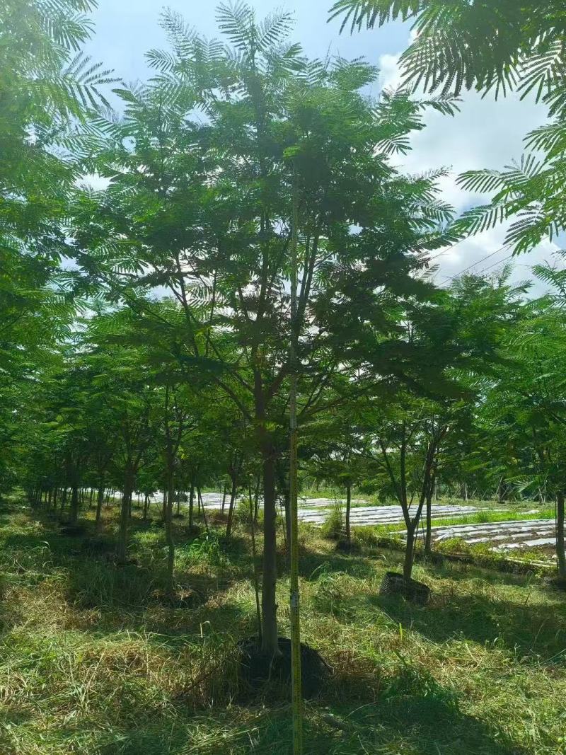 南洋楹基地大量供应