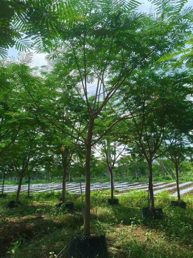 南洋楹基地大量供应