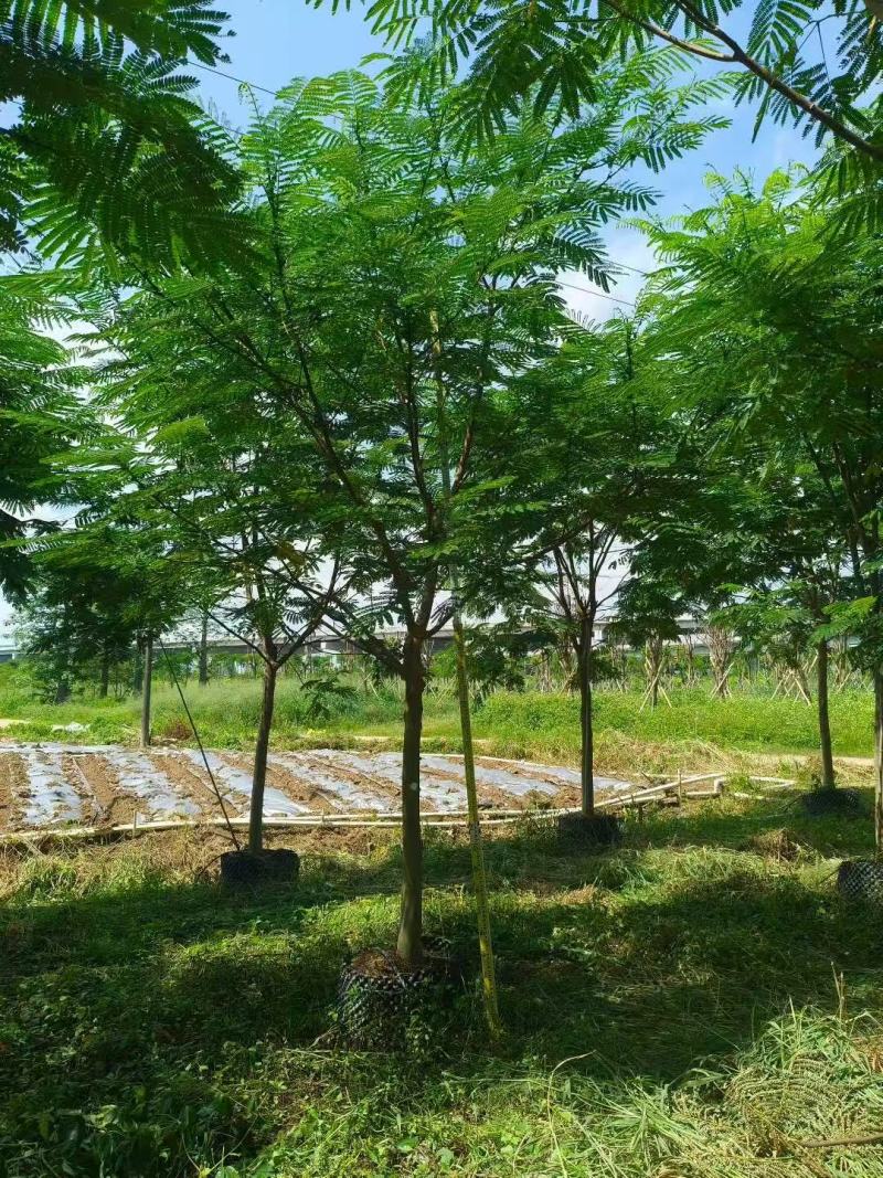 南洋楹基地大量供应