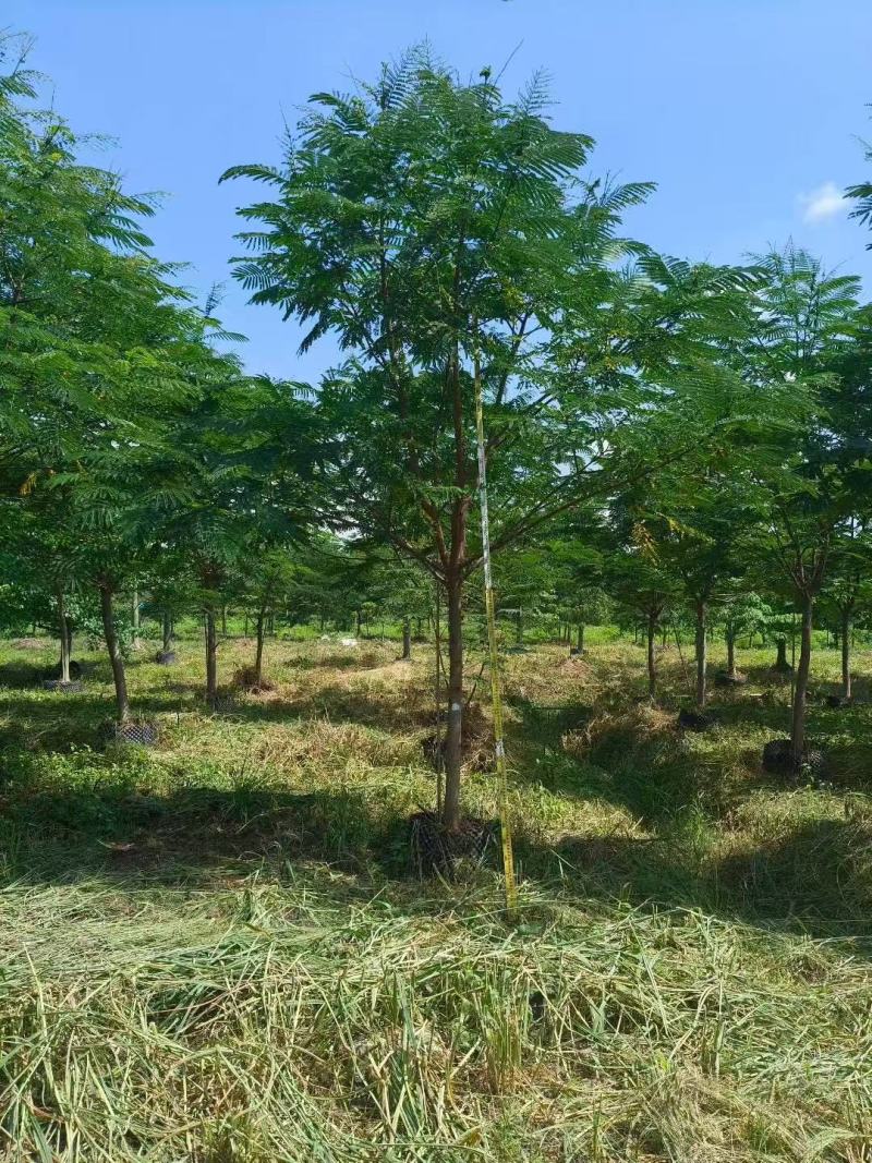 南洋楹基地大量供应