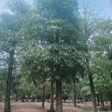 盆架子基地大量出售灯台树