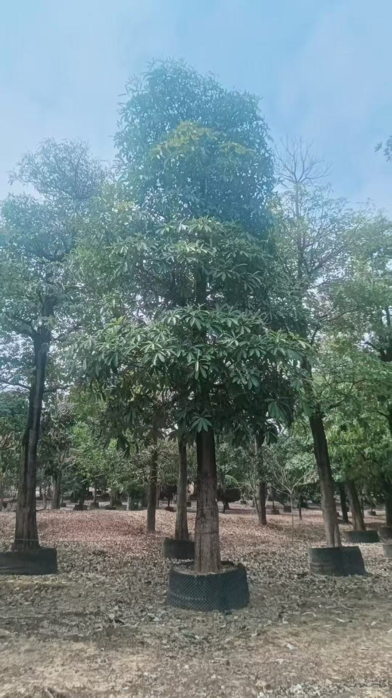 盆架子基地大量出售灯台树