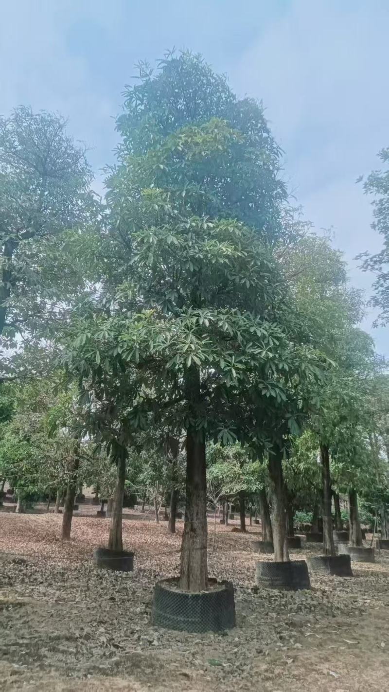 盆架子基地大量出售灯台树