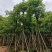 盆架子基地大量出售灯台树