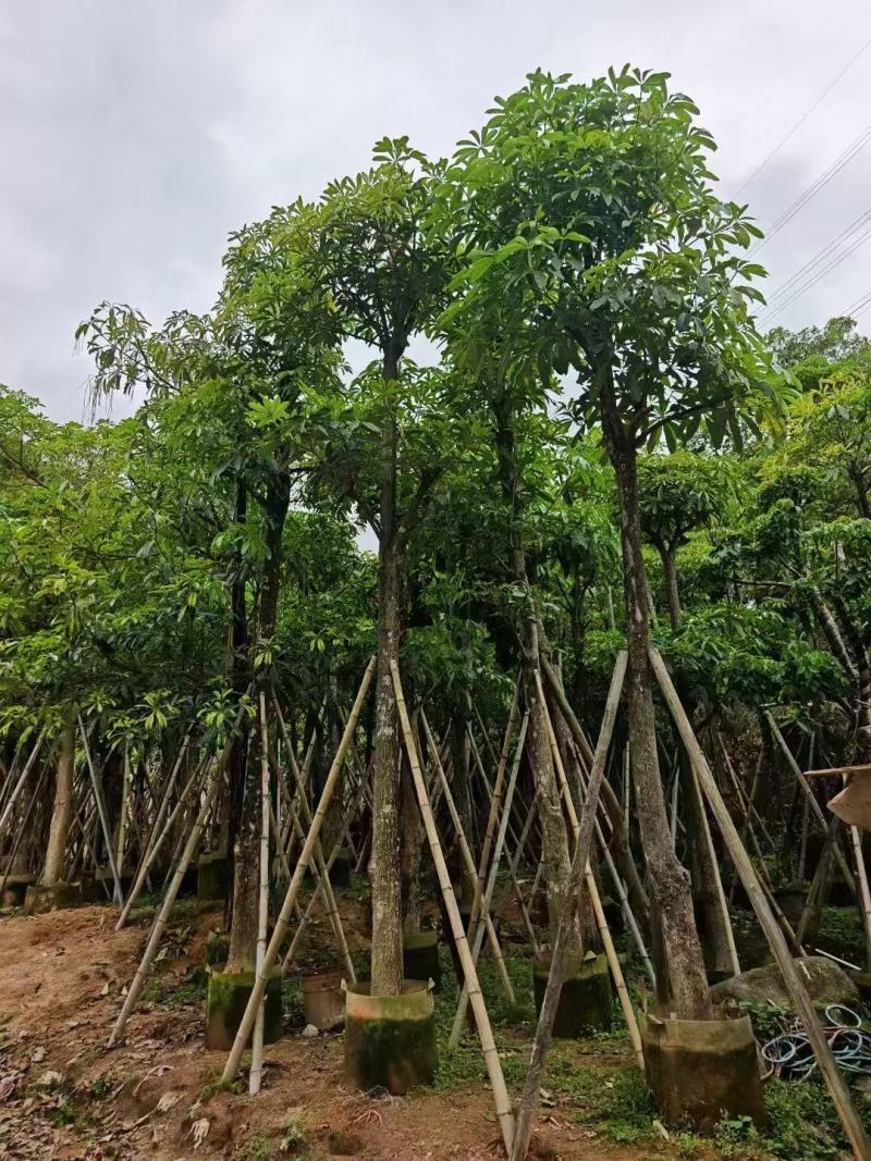 盆架子基地大量出售灯台树