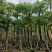 盆架子基地大量出售灯台树