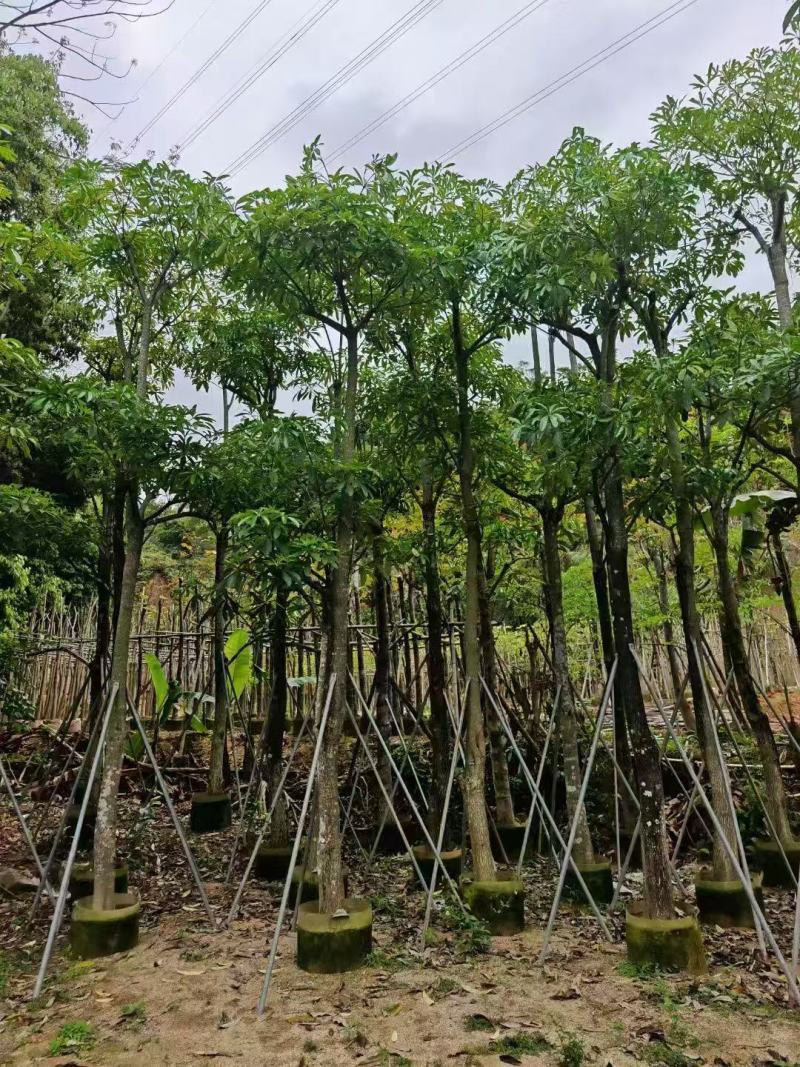 盆架子基地大量出售灯台树