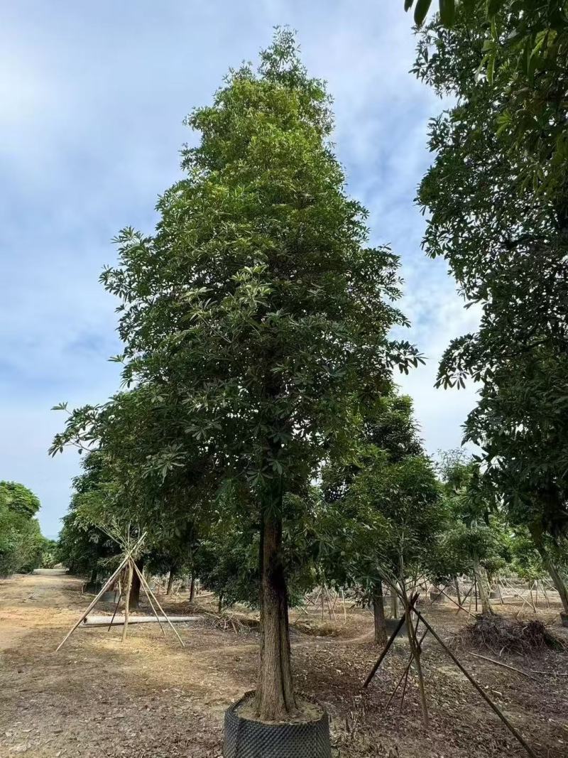 盆架子基地大量出售灯台树