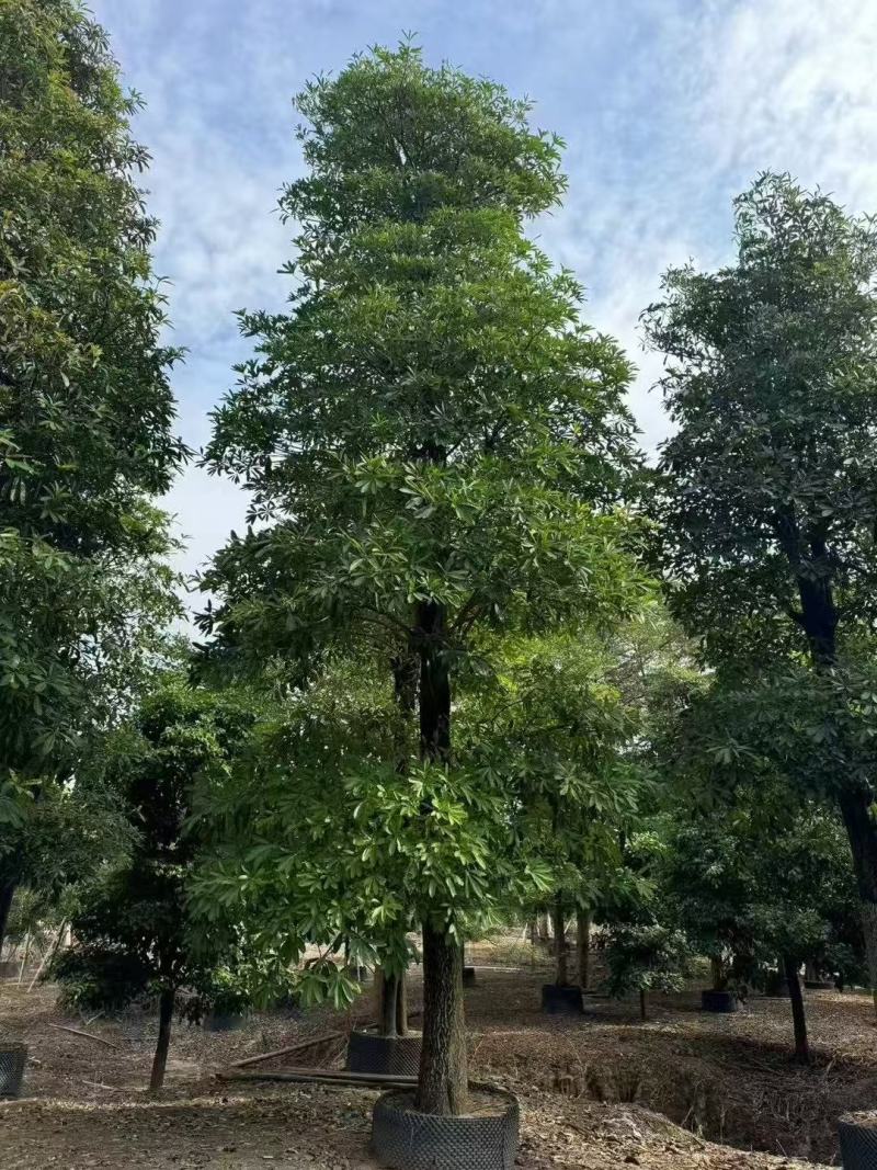 盆架子基地大量出售灯台树