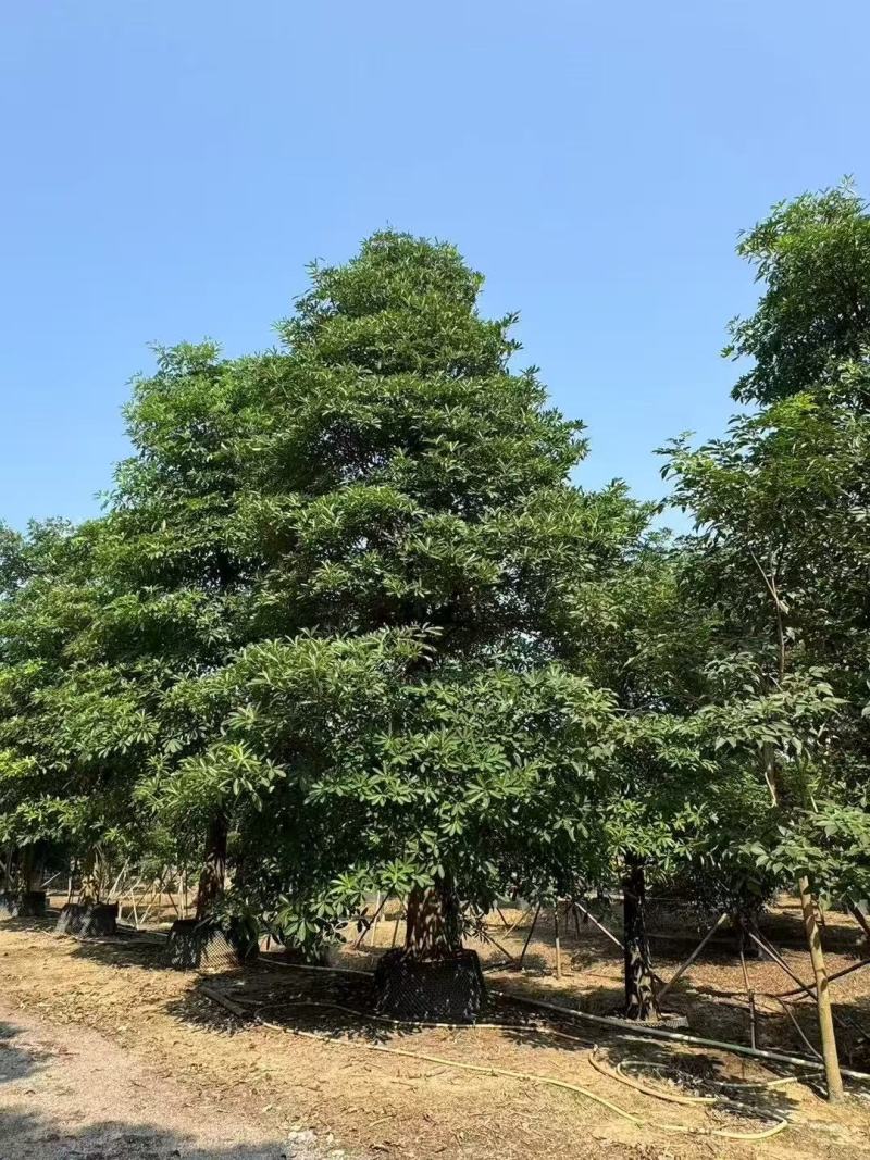 盆架子基地大量出售灯台树