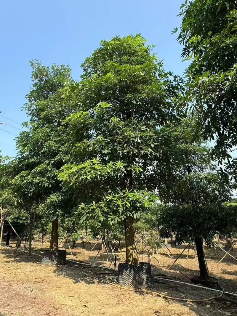 盆架子基地大量出售灯台树