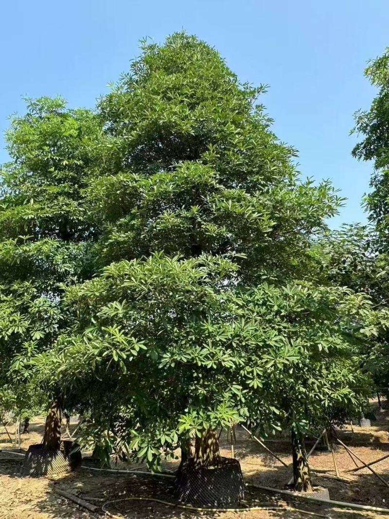 盆架子基地大量出售灯台树