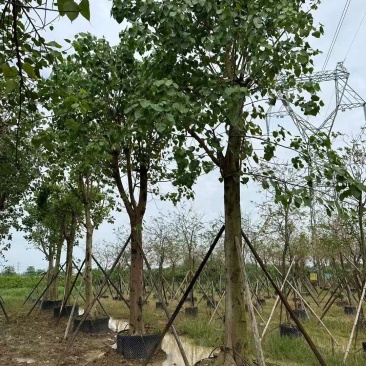菩提榕基地大量低价出售